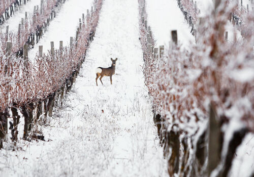 Виноградники Украины вошли в ТОР-50 красивейших в мире