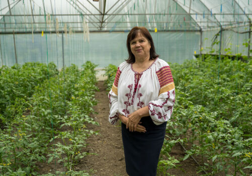 Partenerii de dezvoltare înființează „școli de teren” pentru cultivatorii de legume din Moldova