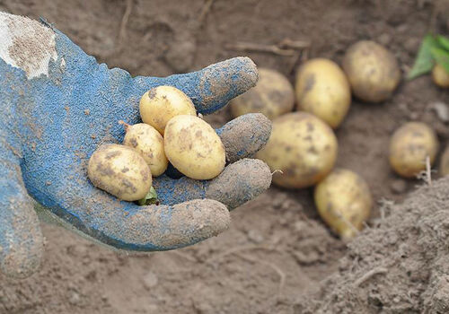 Global potato production enters ‘crisis’ stage