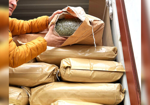 Агентство ANSA не пропустило на рынок Молдовы плохие семена тыквы Агентство ANSA не пропустило на рынок Молдовы плохие семена тыквы