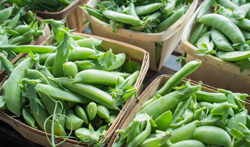 Moldova imports cheap peas and exports expensive ones Moldova imports cheap peas and exports expensive ones