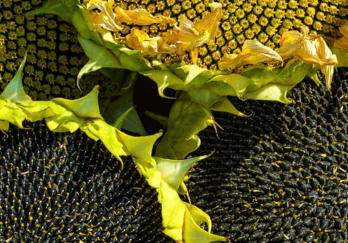 Comisia Europeană prognozează o recoltă mare de floarea-soarelui. Cum vor răspunde fermierii moldoveni?