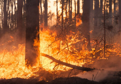 Fire in Chernobyl zone breaks out, but radiation background unchanged