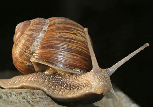 Ucraina crește exporturile de melci către UE