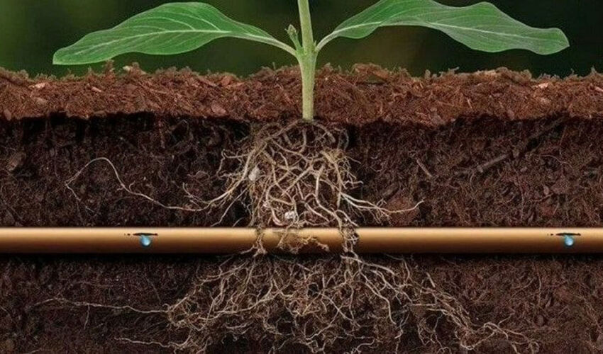 irrigation plan