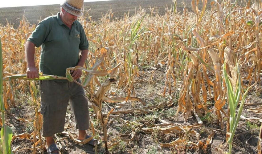 Farmers Are Being Compensated for Last Year’s Losses drought