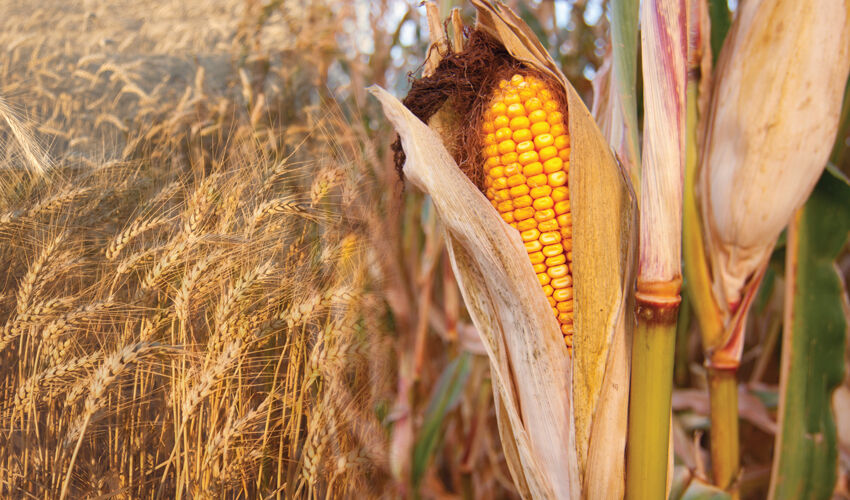 Profitability of grain production strongly depends on the region
