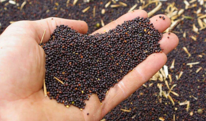 Sezonul de export al rapiței moldovenești a început „cu un start slab” rapiță
