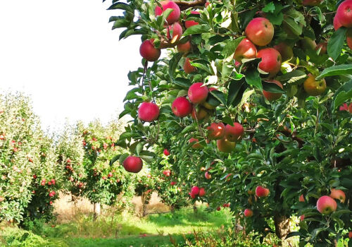 BBC launches promotional campaign for Moldovan agricultural products BBC launches promotional campaign for Moldovan agricultural products