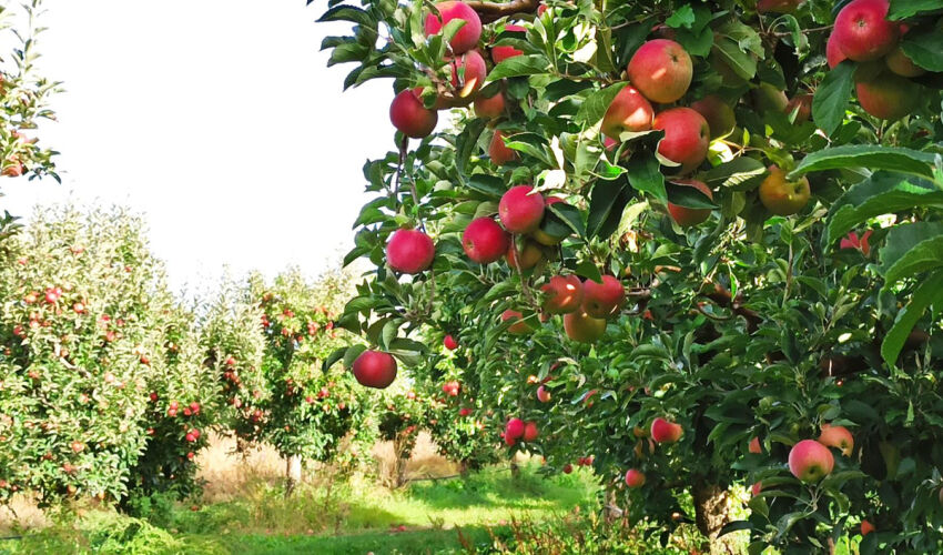 BBC lansează o campanie de promovare a produselor agricole moldovenești livadă de mere