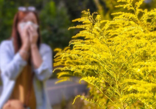 Guvernul moldovean a actualizat măsurile de prevenire a răspândirii și de combatere a ambroziei