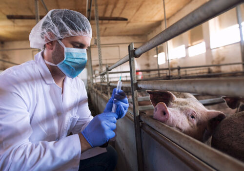 Antibioticele periculoase pentru animale vor intra sub incidența interdicției.