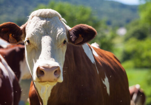 Producția de animale din Brazilia atinge un nivel istoric