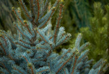 Meteorologii au anulat ninsorile din ziua de Crăciun