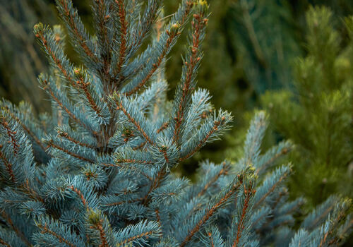 Meteorologii au anulat ninsorile din ziua de Crăciun