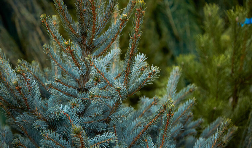 Meteorologii au anulat ninsorile din ziua de Crăciun