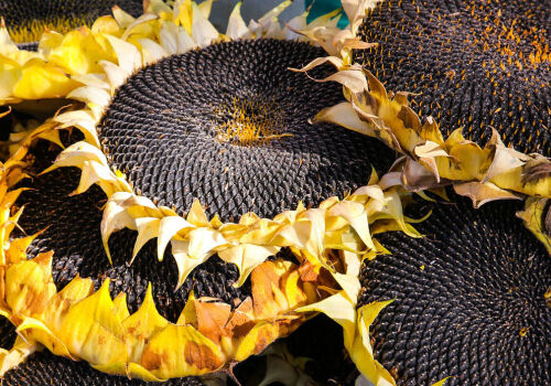 Moldova atinge un record istoric în ceea ce privește exporturile de floarea-soarelui Moldova atinge un record istoric în ceea ce privește exporturile de floarea-soarelui