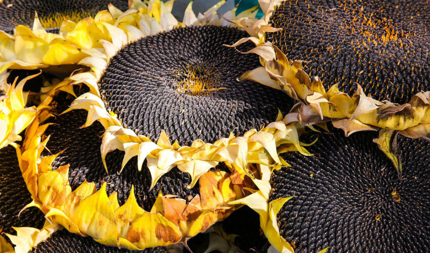 Moldova reaches historic record in sunflower exports Sunflower