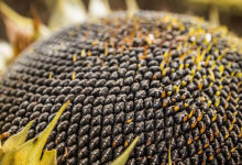 Seeds are the main export commodity from Moldova to Bulgaria