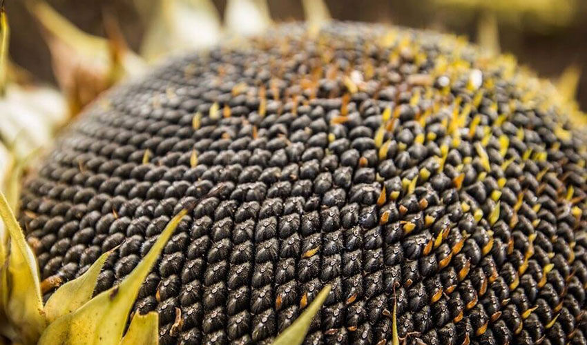Seeds are the main export commodity from Moldova to Bulgaria