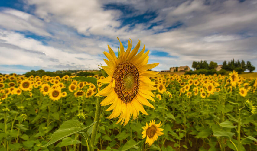 подсолнечник