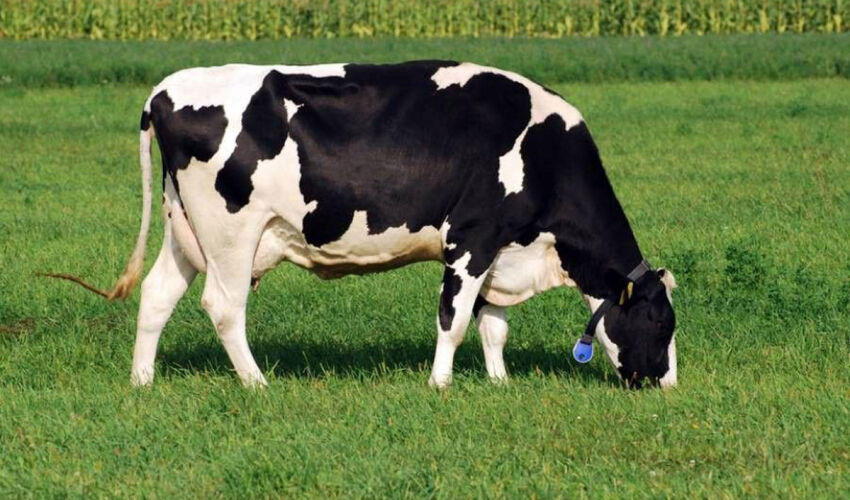 cow