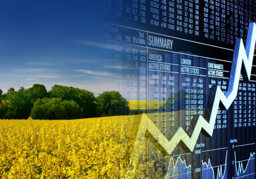 Rapeseed exports help conquer EU market