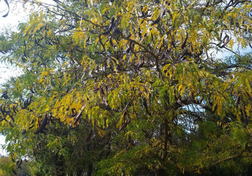 Activiști ecologiști împotriva extinderii plantațiilor de acacia Activiști ecologiști împotriva extinderii plantațiilor de acacia