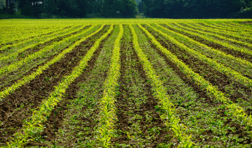 AIPA a aprobat o tranșă de subvenții în avans și pentru asigurarea riscurilor câmpul fermierului