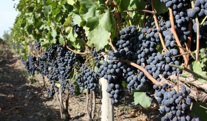 Grapes “Moldova”: exports are small, but prices are high Grapes “Moldova”: exports are small, but prices are high