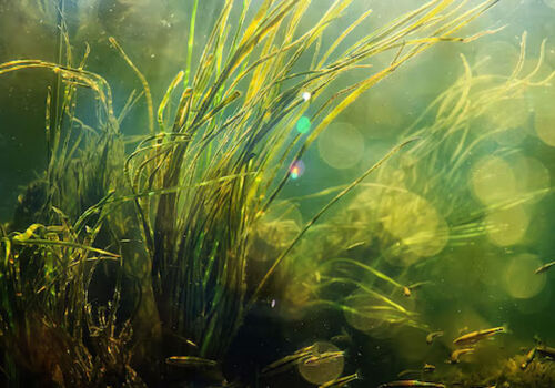 Algae grown on wastewater saves farmers nitrogen fertilizer Algae grown on wastewater saves farmers nitrogen fertilizer