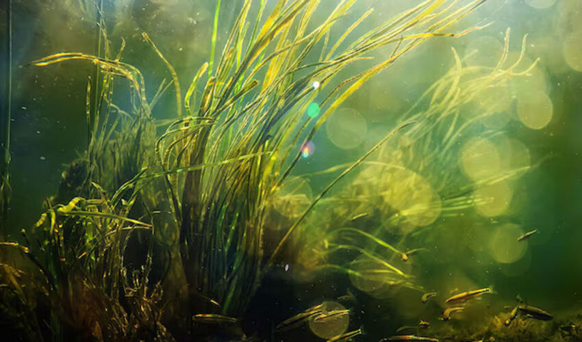 Водоросли, выращенные на сточных водах, экономят фермерам азотные удобрения водоросли