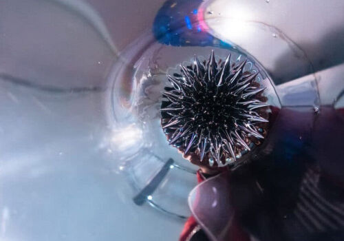 O elevă din SUA a reușit să elimine mai mult de 90 % din microplasticele din apă O elevă din SUA a reușit să elimine mai mult de 90 % din microplasticele din apă