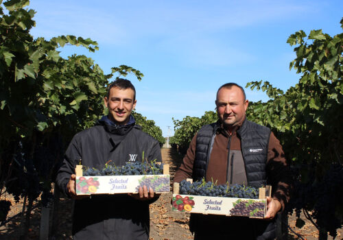 Dimitri Caramalac: the way of Moldovan grapes to the EU market starts with GLOBALG.A.P.