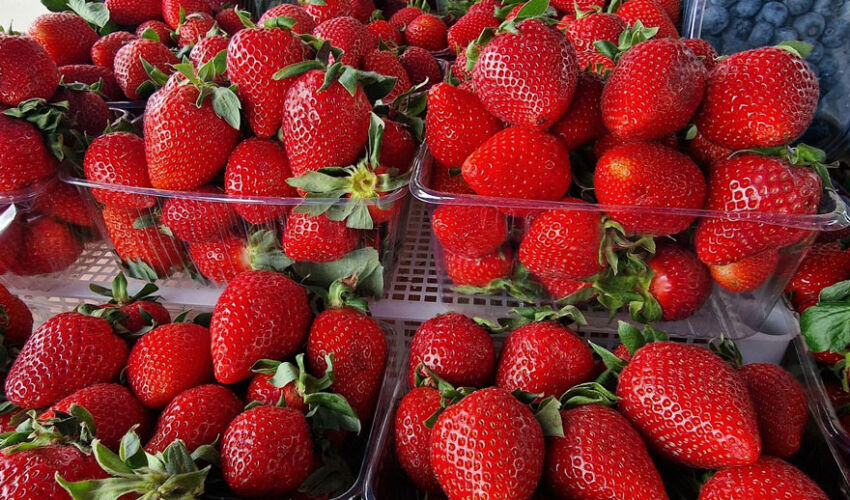 The rains have given hope for a good strawberry crop The rains have given hope for a good strawberry crop