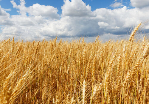 FAO confirms last year’s record forecast for grain production