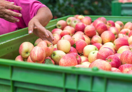 Georgia set a record for apple exports at the expense of the Russian market Georgia set a record for apple exports at the expense of the Russian market