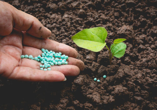 Opinie: creșterea costurilor îngrășămintelor azotate va fi rentabilă Opinie: creșterea costurilor îngrășămintelor azotate va fi rentabilă