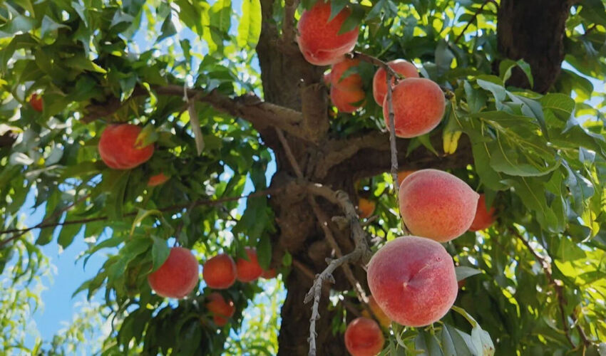 peach trees