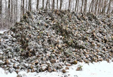 Farmers harvest sugar beet under extreme conditions