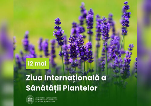 Lumea sărbătorește Ziua Sănătății Plantelor