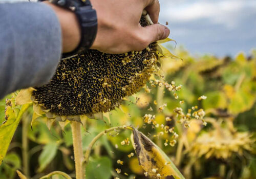 Raw materials – the basis of Moldova’s agri-food exports in June