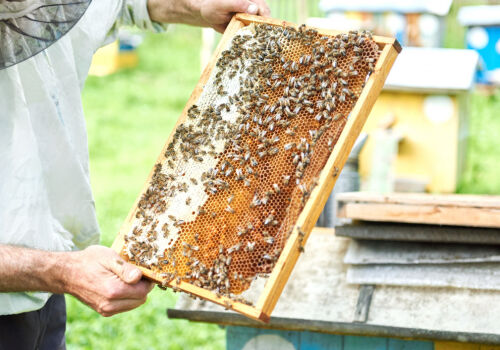 Apicultorii moldoveni au cerut din nou asistență guvernamentală