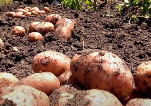 Suprafața cultivată cu cartofi în Moldova a scăzut. Vor crește prețurile?