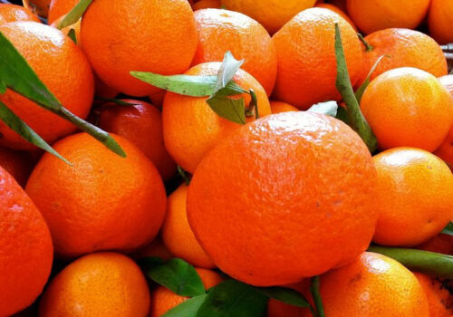 Aproximativ 30 de mii de tone de citrice au fost importate în Moldova în 2025