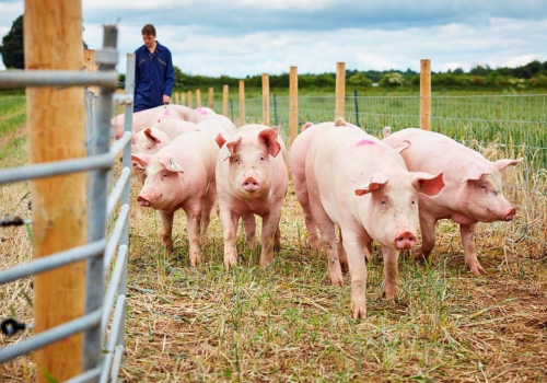 Reguli pentru crescătorii de porci