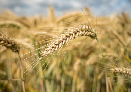 Orzul a găsit favorabilitate și stabilitate, dar prezintă riscuri