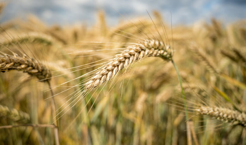 Barley has found benefit and stability but retains risks barley