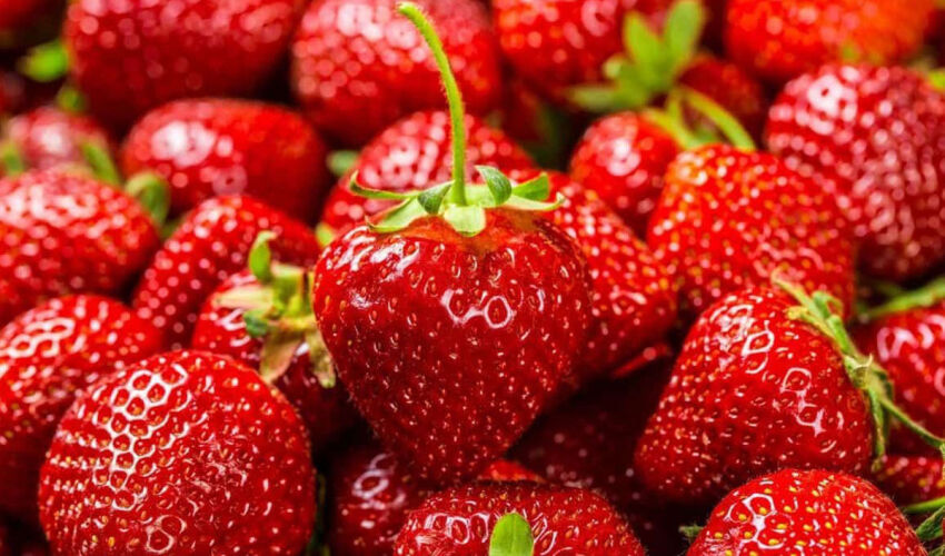 Клубника в сезон 2026