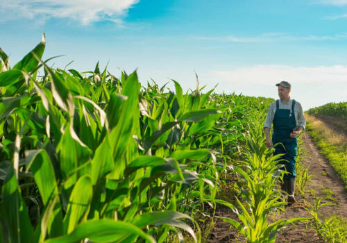 Programul FCA: există cerere de finanțare în condiții avantajoase pentru agricultori